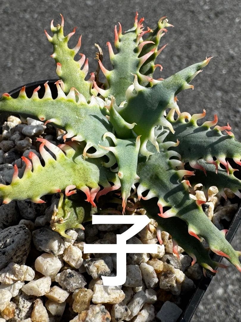 特上　Aloe hybrid アロエ　ハイブリッド　子株　第四種