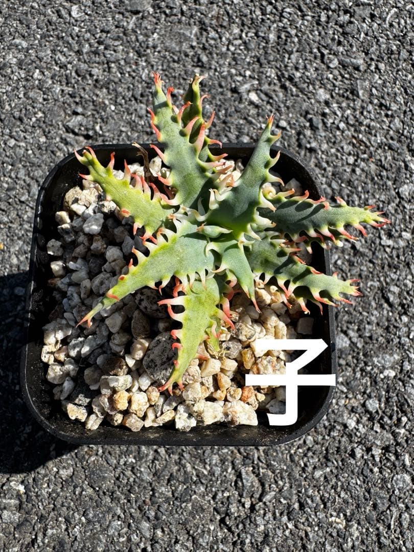 特上　Aloe hybrid アロエ　ハイブリッド　子株　第四種