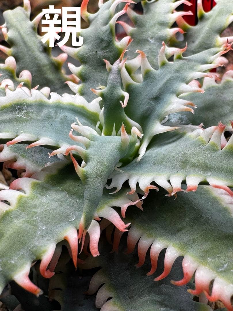 特上　Aloe hybrid アロエ　ハイブリッド　子株　第四種