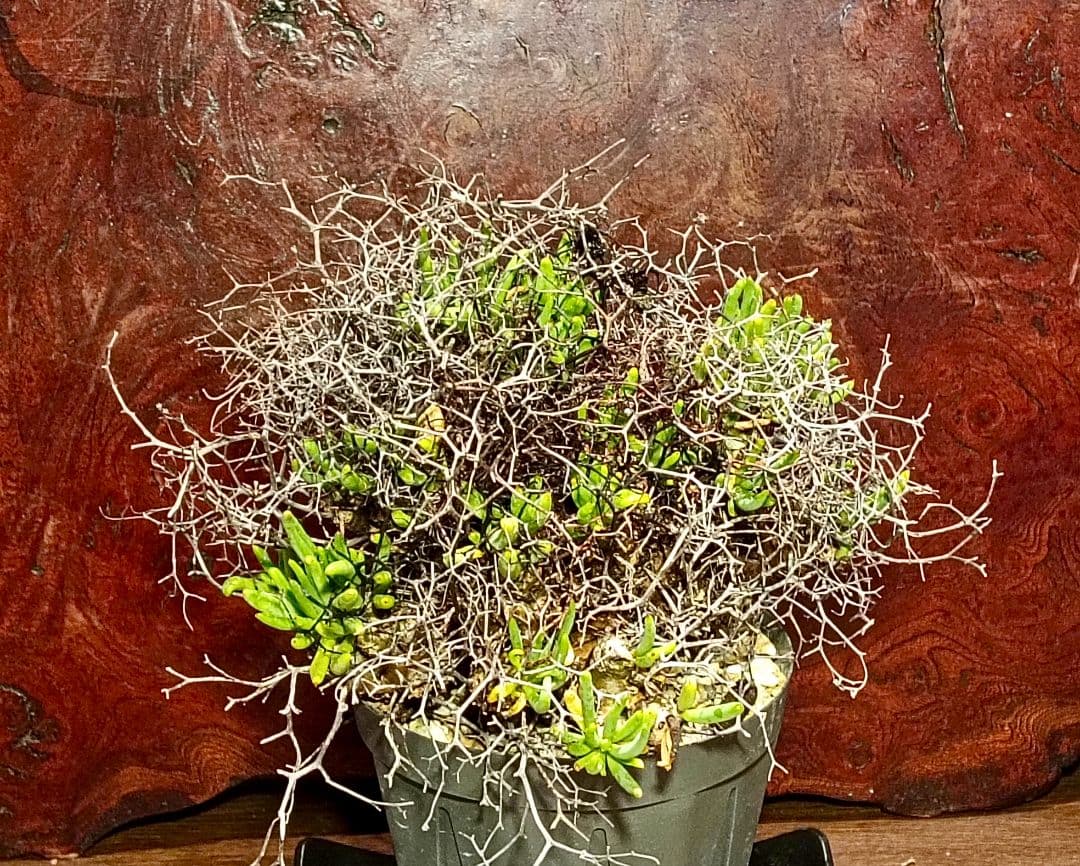 値下げ不可早いもの勝ち！　チレコドン　レティキュラーツス　万物想