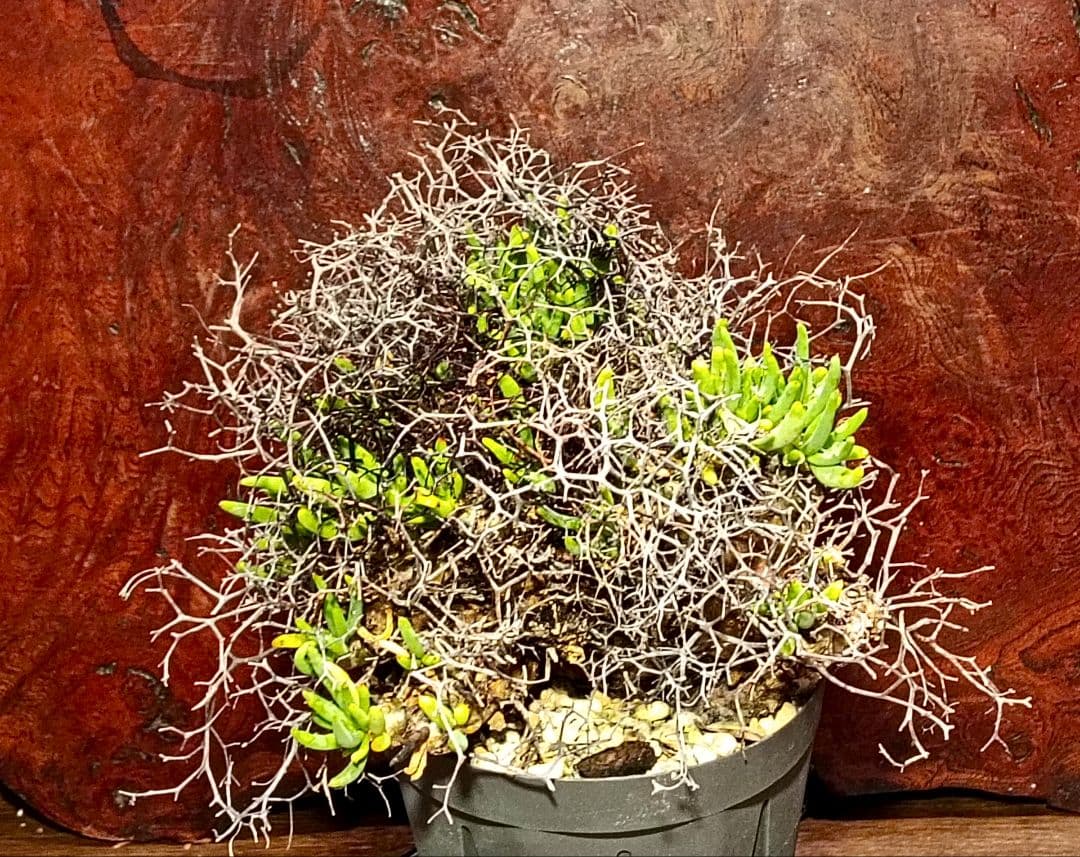 値下げ不可早いもの勝ち！　チレコドン　レティキュラーツス　万物想