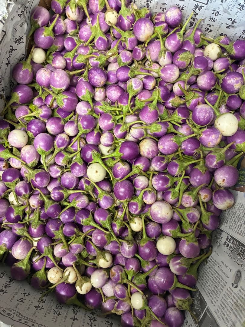 ミニむらさきなす9キロ