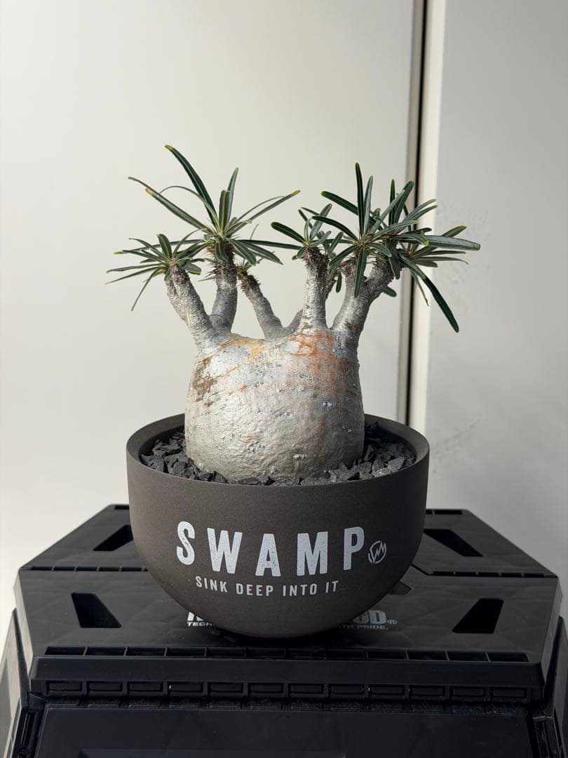 ［コレクション株］　白肌良型グラキリス