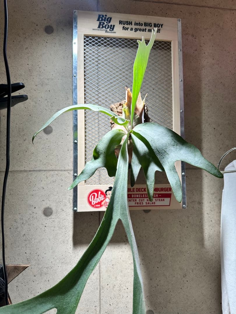 p. Princess F405 （スノープリンセス）