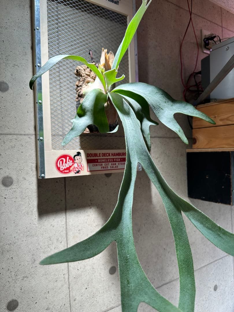 p. Princess F405 （スノープリンセス）