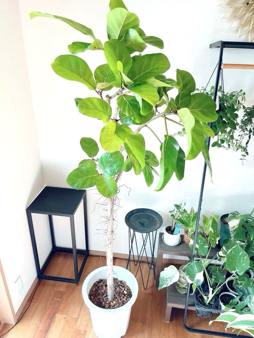 希少 フィカス アフリカンプリンス 幹太 観葉植物 大型 室内 calmcafe