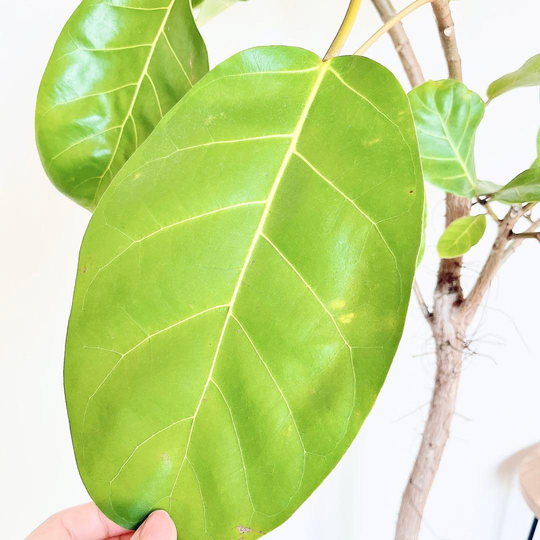 希少 フィカス アフリカンプリンス 幹太 観葉植物 大型 室内 calmcafe