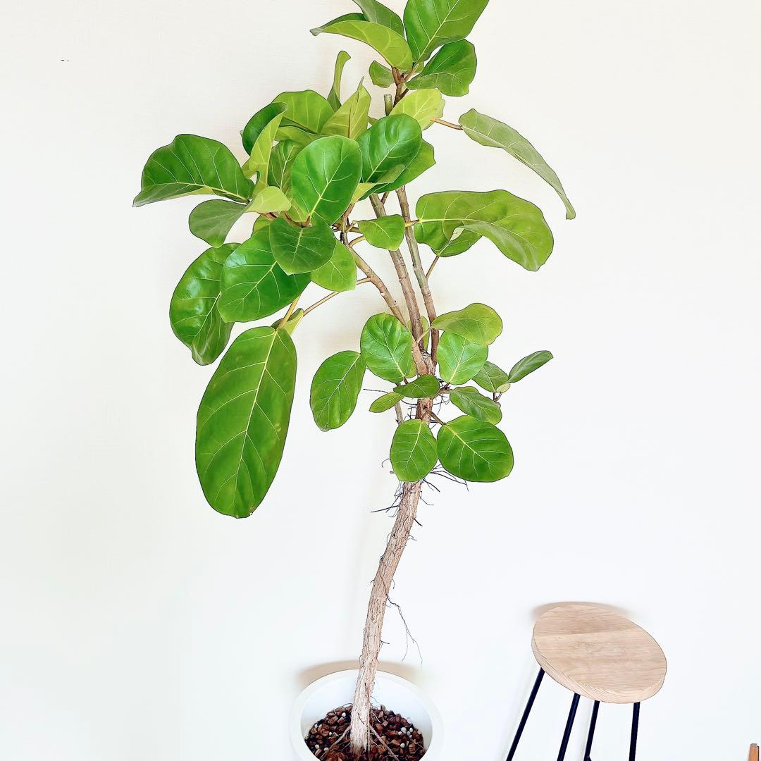 希少 フィカス アフリカンプリンス 幹太 観葉植物 大型 室内 calmcafe