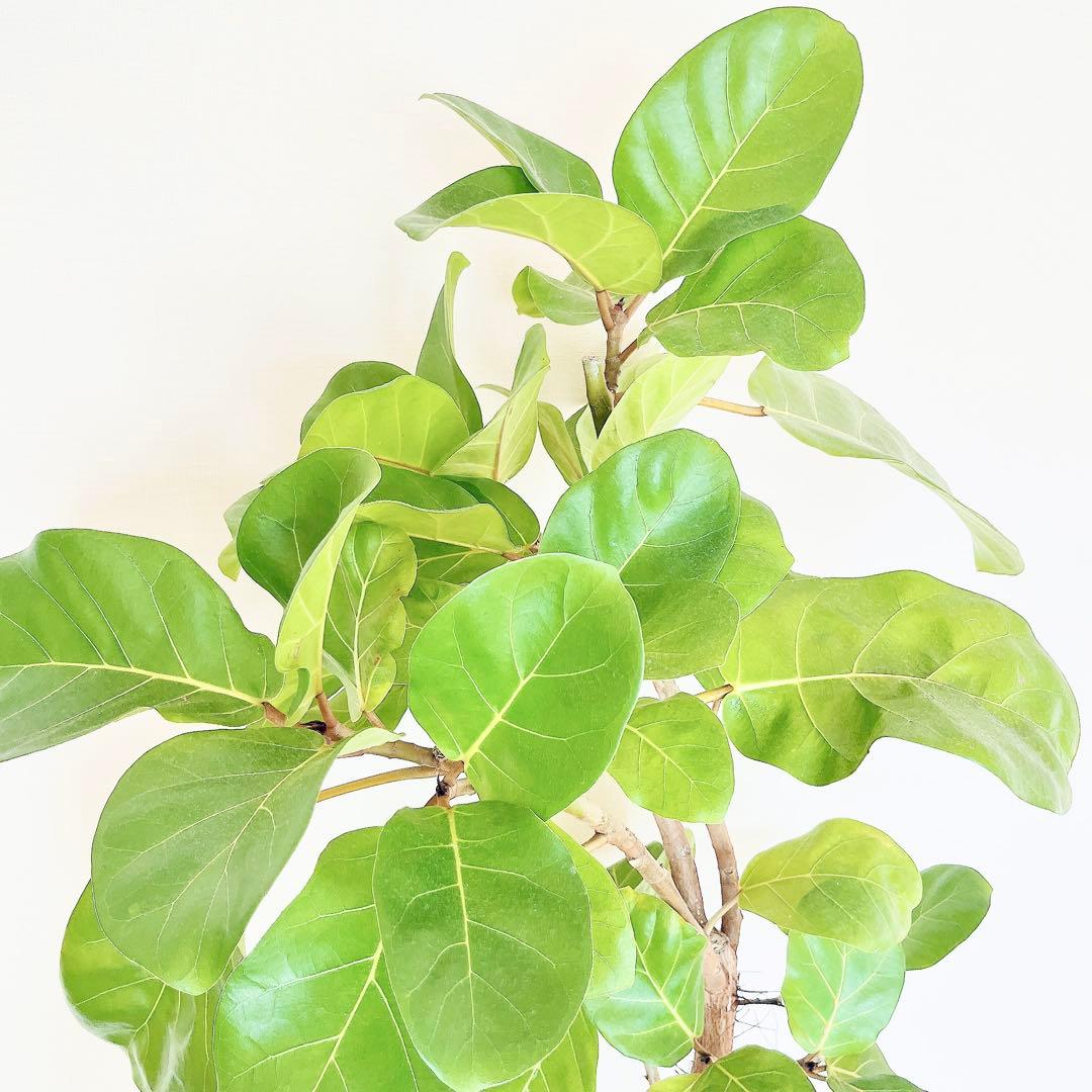 希少 フィカス アフリカンプリンス 幹太 観葉植物 大型 室内 calmcafe