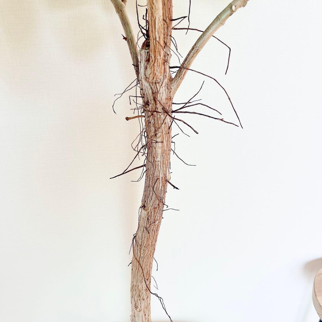 希少 フィカス アフリカンプリンス 幹太 観葉植物 大型 室内 calmcafe