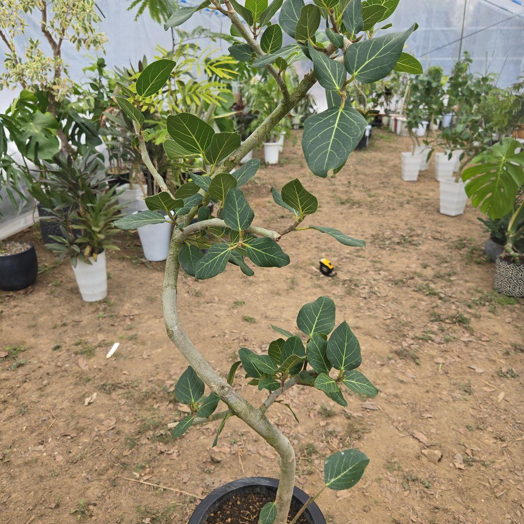 ⑭　フィカス　ベンガレンシ　曲がり仕立て「螺旋」8号　特大苗木最高等級極上品‼️