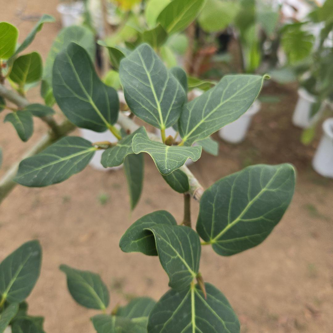 ⑭　フィカス　ベンガレンシ　曲がり仕立て「螺旋」8号　特大苗木最高等級極上品‼️