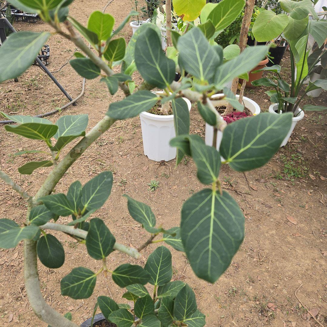 ⑭　フィカス　ベンガレンシ　曲がり仕立て「螺旋」8号　特大苗木最高等級極上品‼️