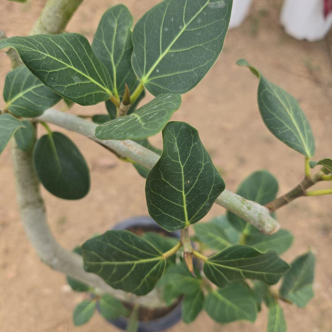 ⑭　フィカス　ベンガレンシ　曲がり仕立て「螺旋」8号　特大苗木最高等級極上品‼️