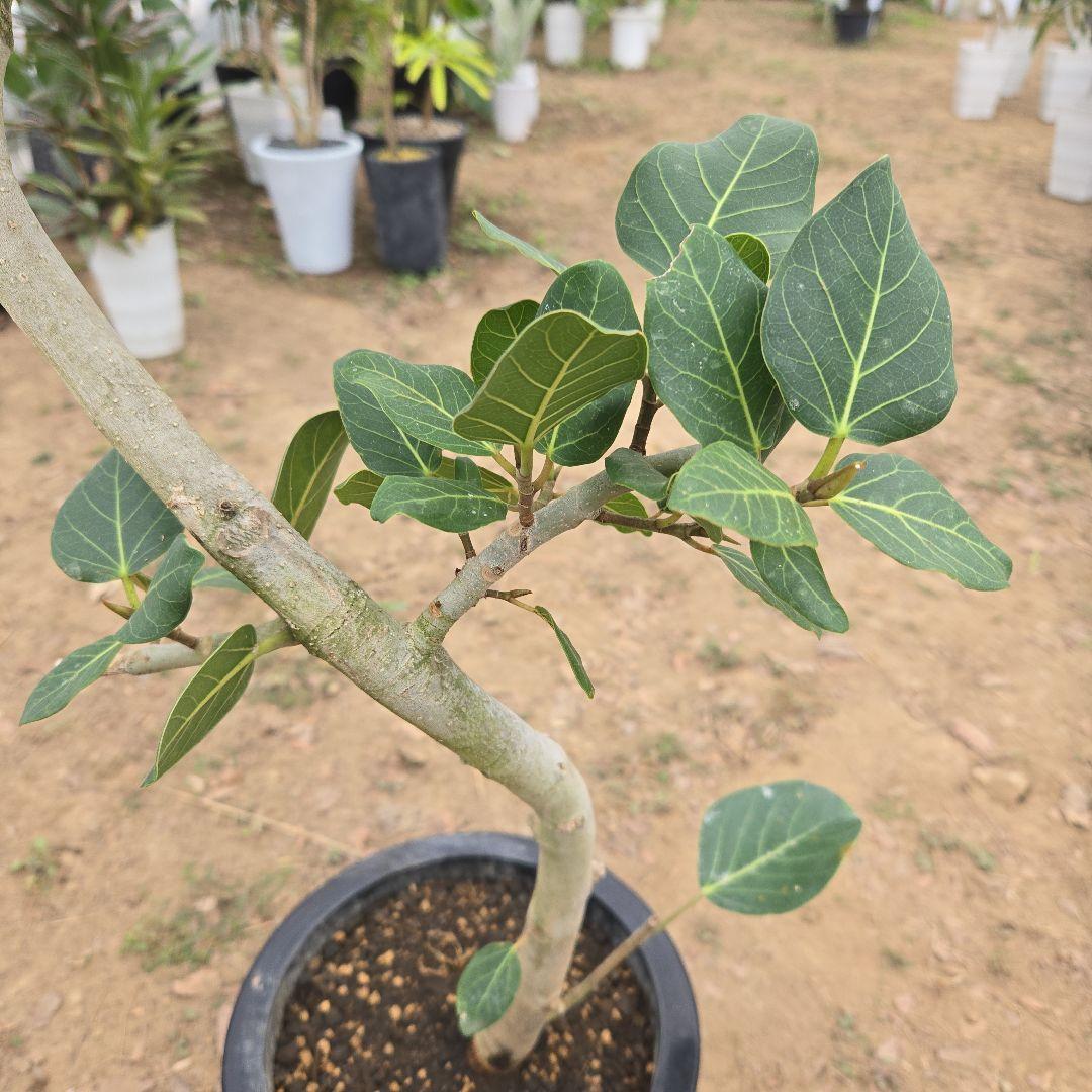 ⑭　フィカス　ベンガレンシ　曲がり仕立て「螺旋」8号　特大苗木最高等級極上品‼️