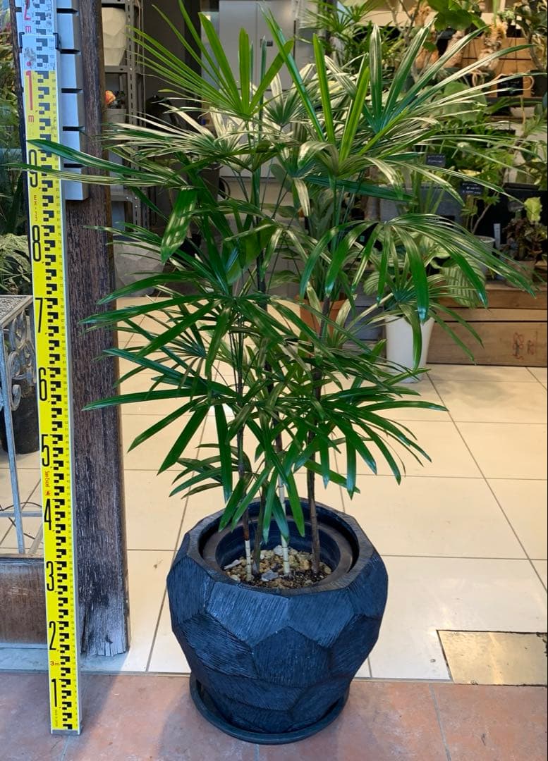 シュロチク 棕櫚竹 ファイバー鉢 お皿付き