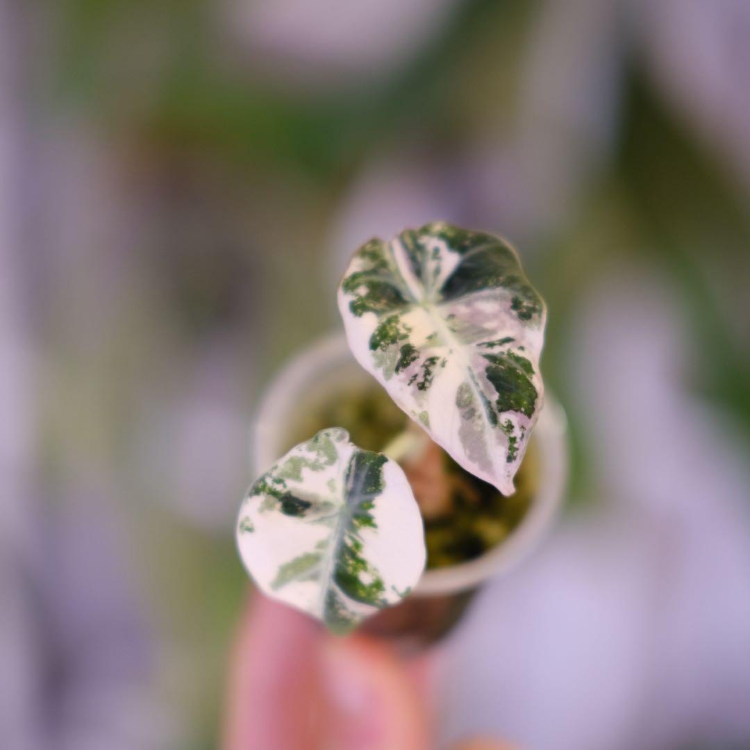 Alocasia Black Velvet Pink │ アロカシア