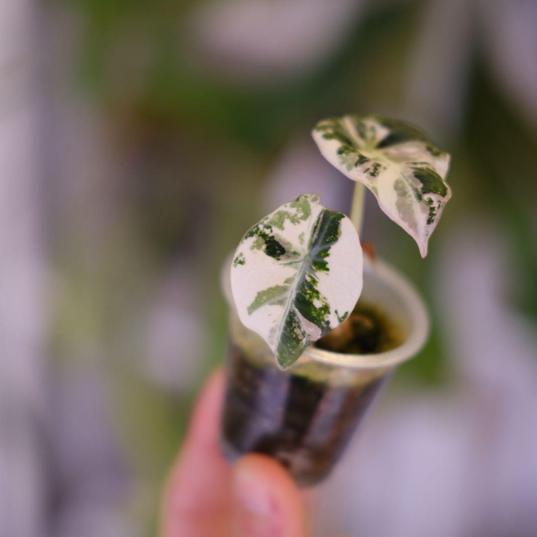 Alocasia Black Velvet Pink │ アロカシア