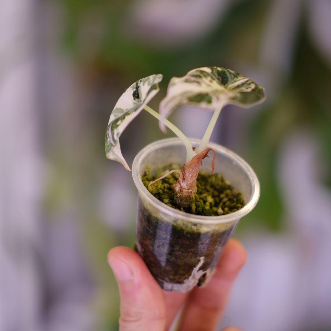 Alocasia Black Velvet Pink │ アロカシア