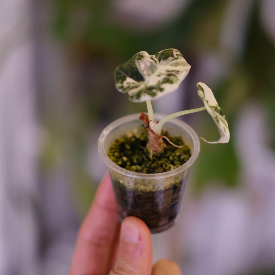 Alocasia Black Velvet Pink │ アロカシア