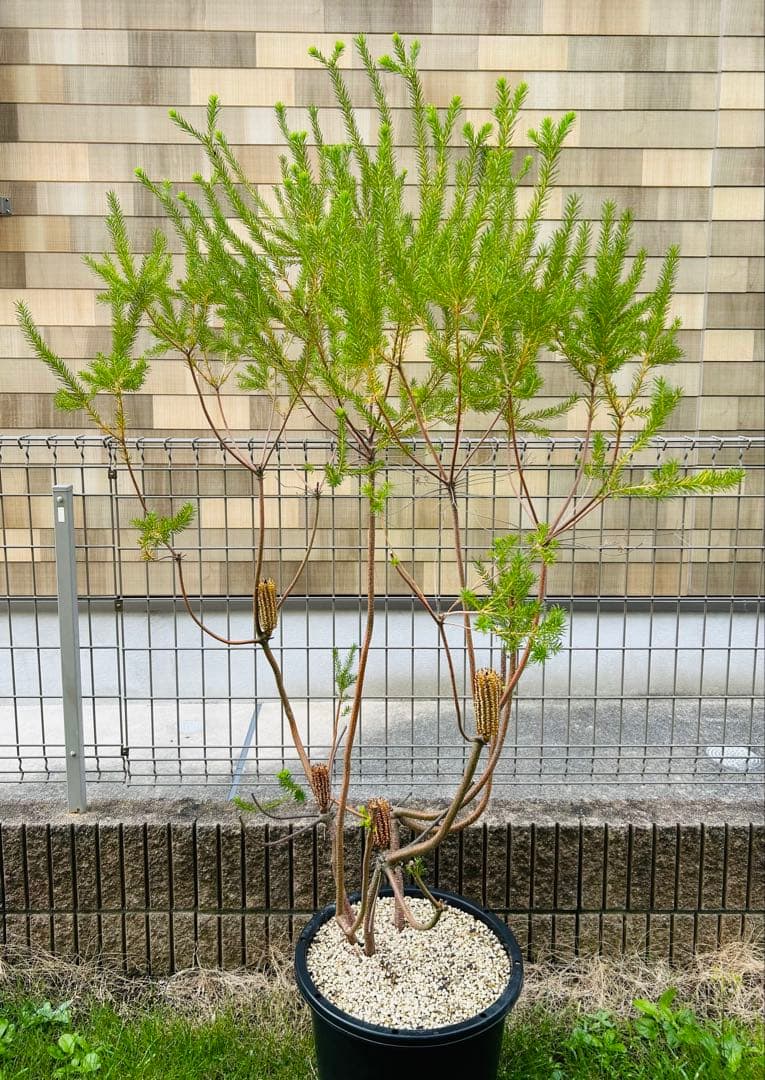 【引き取り限定】ヒースバンクシア　エリシフォリア　特大株