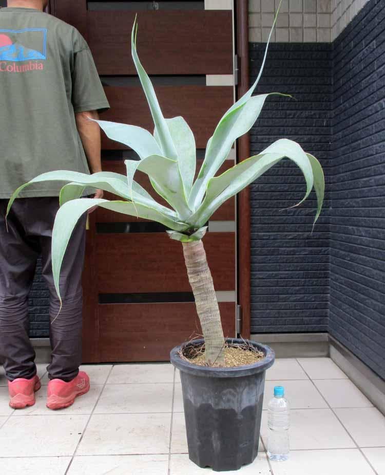 【現品】アガベ・アテナータ ボーチンブルー　10号　R5番