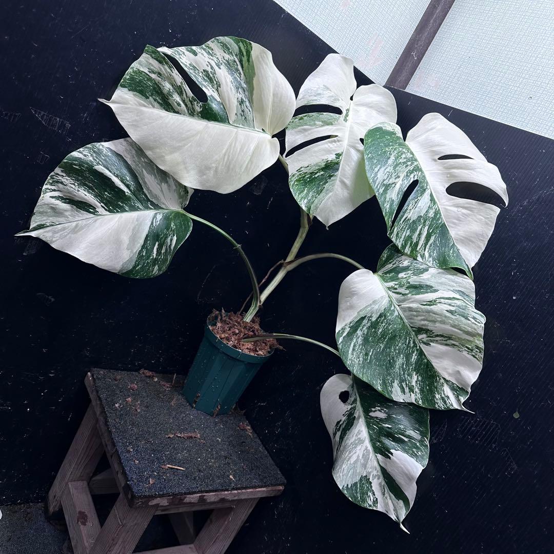 r*i様 斑入りモンステラ ホワイトタイガー極美大株65cm白斑多