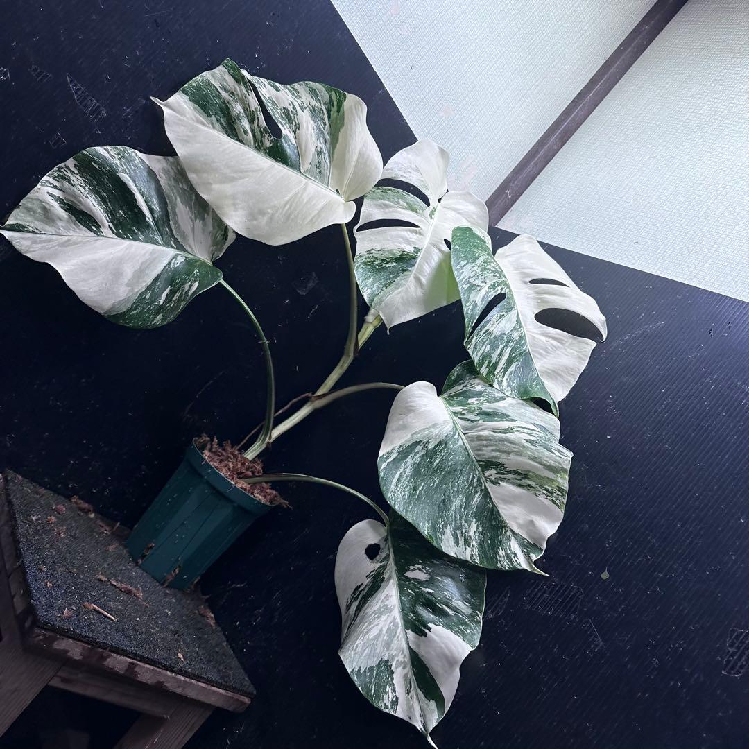 r*i様 斑入りモンステラ ホワイトタイガー極美大株65cm白斑多