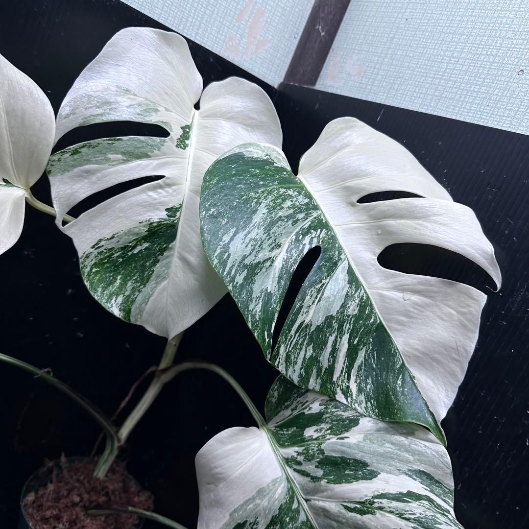 r*i様 斑入りモンステラ ホワイトタイガー極美大株65cm白斑多