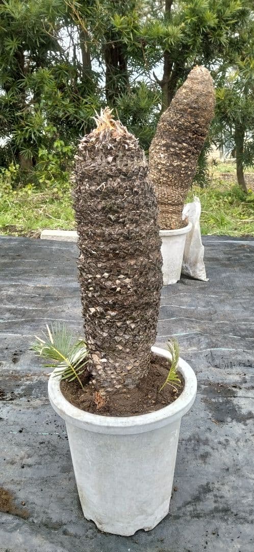 ソテツ　10号プラ鉢付き　高さ 83cm程(鉢底から)