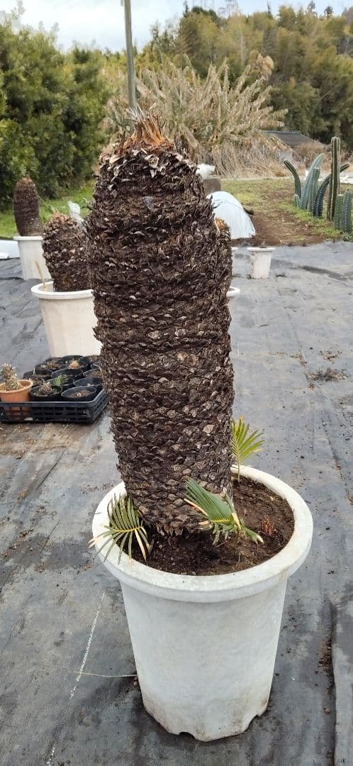 ソテツ　10号プラ鉢付き　高さ 83cm程(鉢底から)