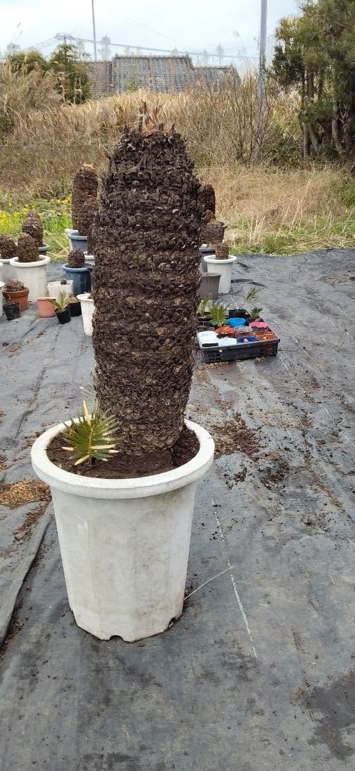 ソテツ　10号プラ鉢付き　高さ 83cm程(鉢底から)