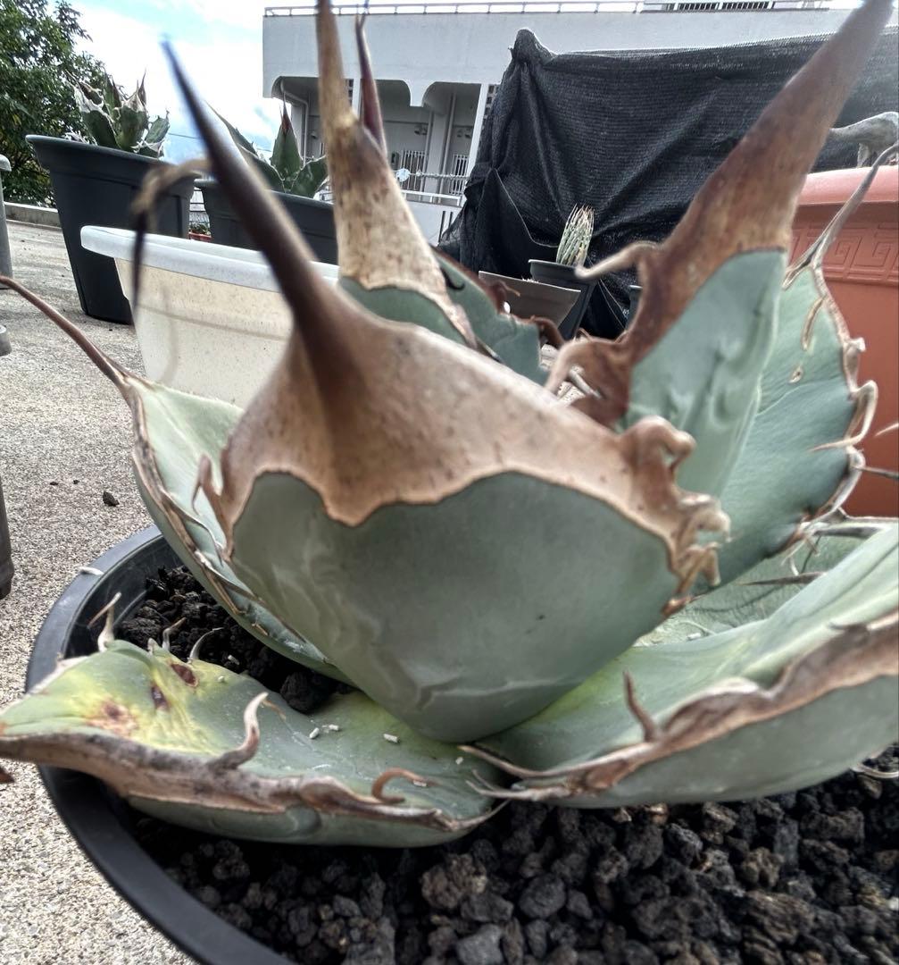 Agave oaxaca oteroi wild ブルー肌 バンド厚め