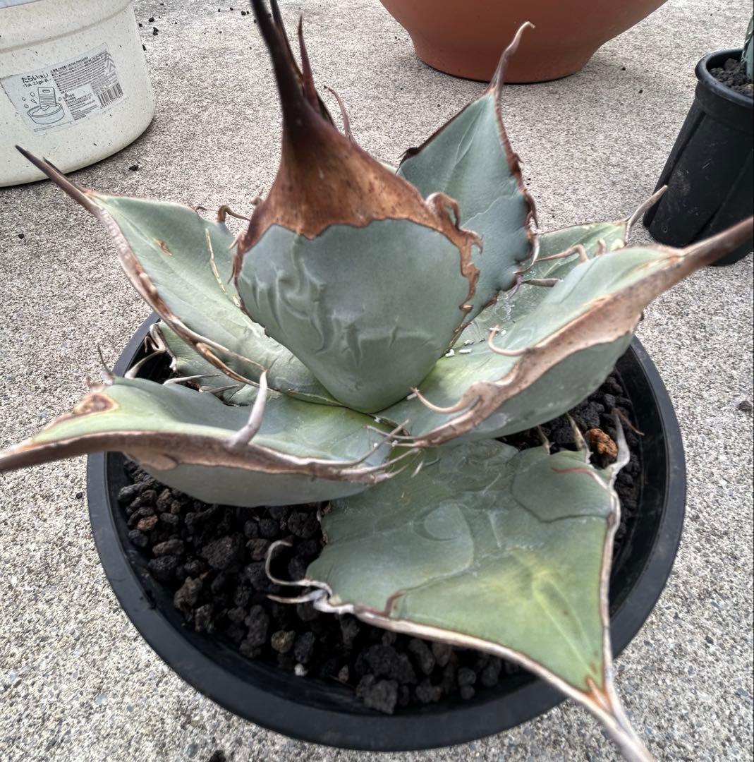 Agave oaxaca oteroi wild ブルー肌 バンド厚め