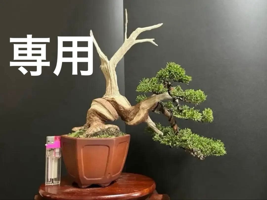 真柏盆栽　糸魚川真柏　2品