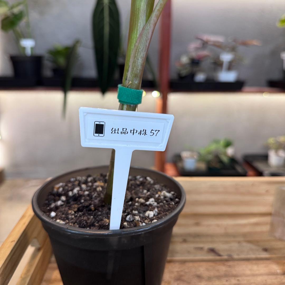 R*9様 57 S&P ムサ　ノノ　斑入りバナナ　ピンク斑入り