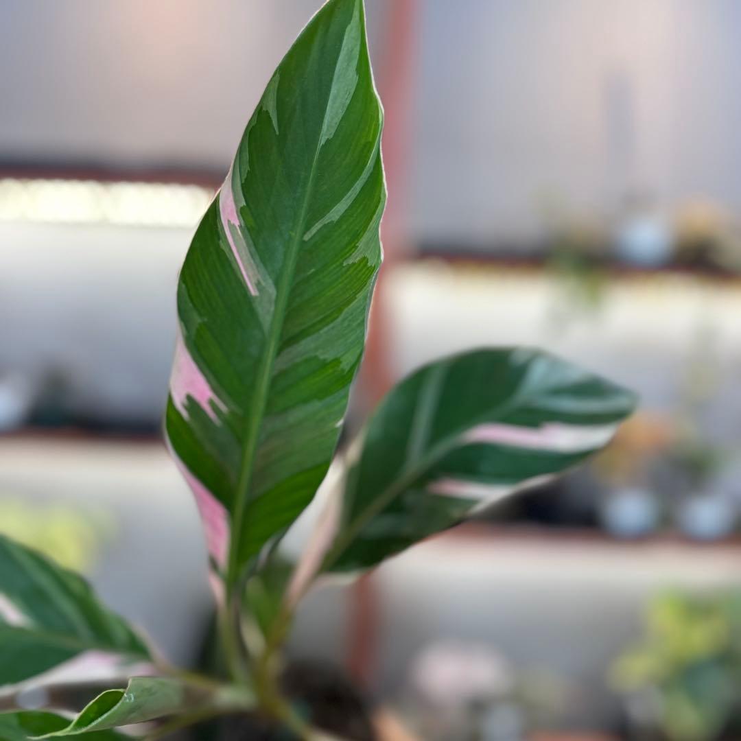 R*9様 57 S&P ムサ　ノノ　斑入りバナナ　ピンク斑入り