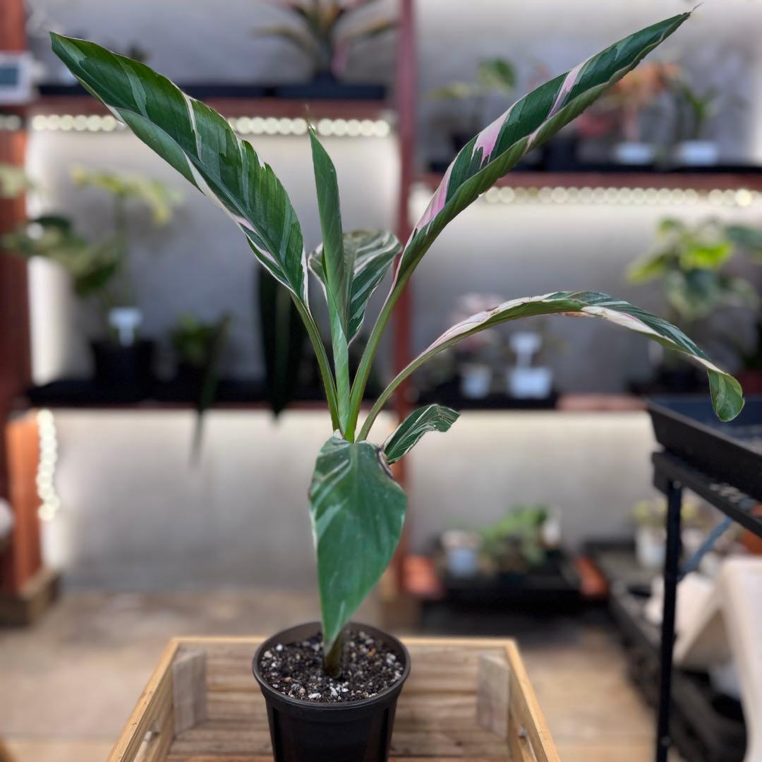 R*9様 57 S&P ムサ　ノノ　斑入りバナナ　ピンク斑入り