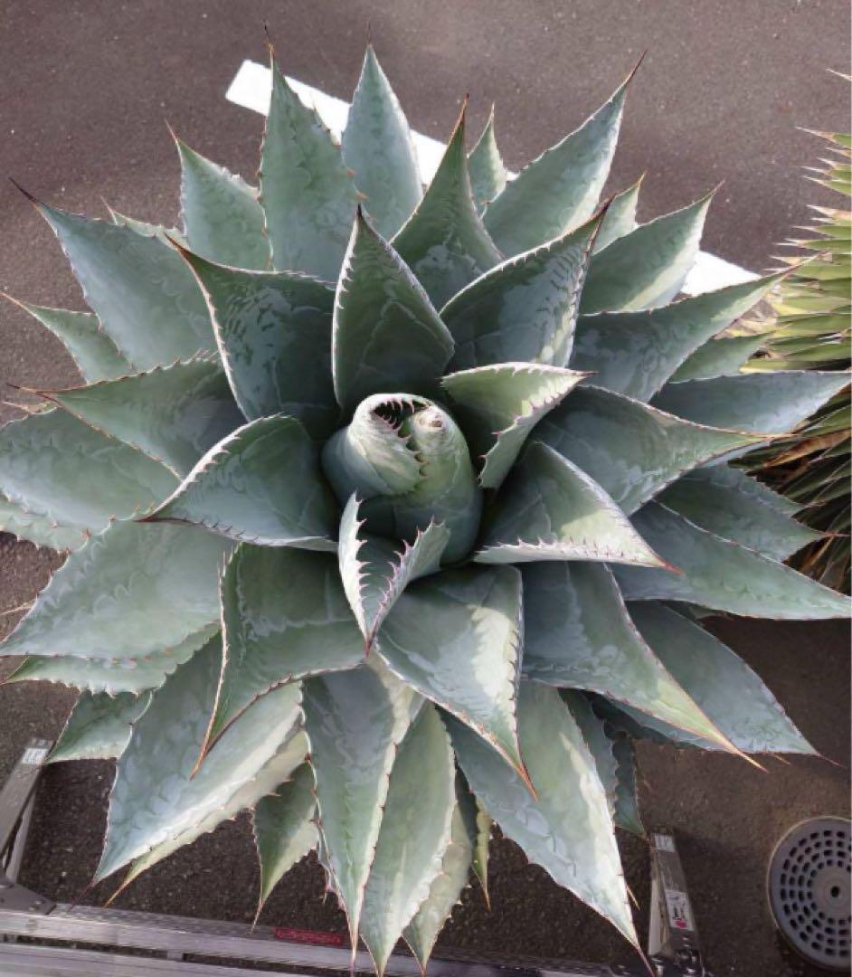 耐寒性アガベ パラサナ特大株◇ドライガーデン多肉サボテン島ユッカ　ロストラータ