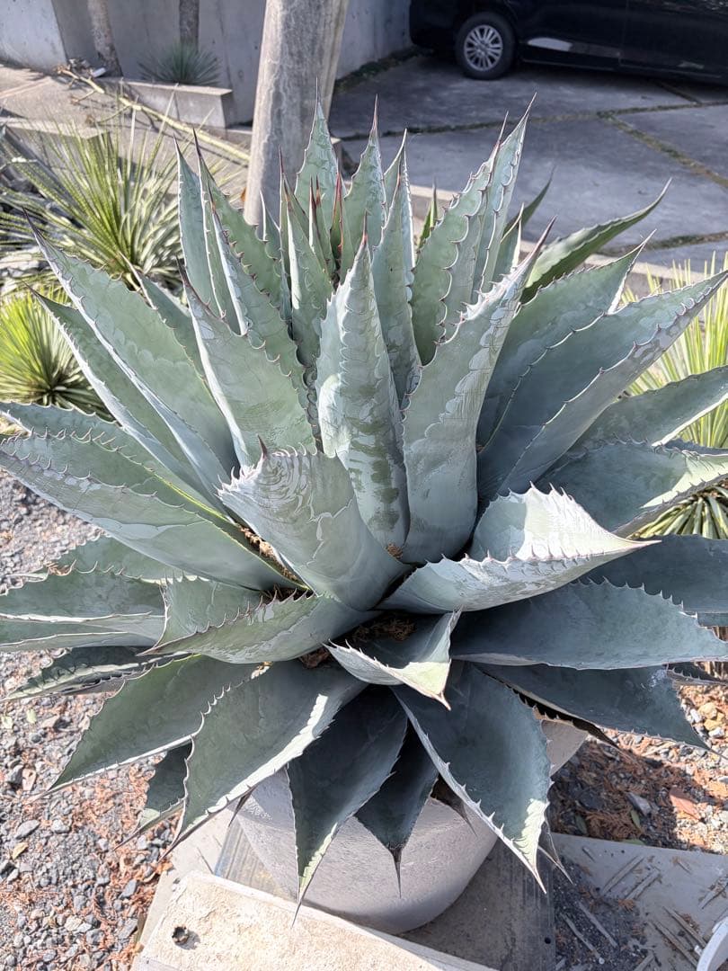 耐寒性アガベ パラサナ特大株◇ドライガーデン多肉サボテン島ユッカ　ロストラータ