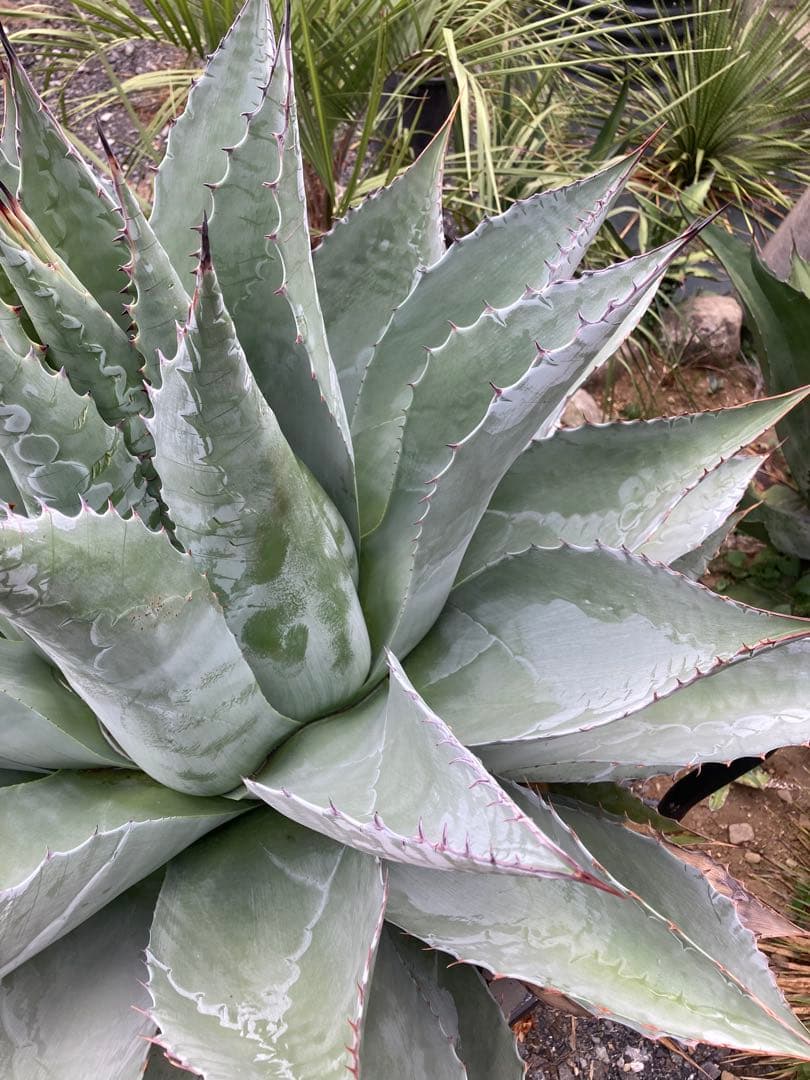 耐寒性アガベ パラサナ特大株◇ドライガーデン多肉サボテン島ユッカ　ロストラータ