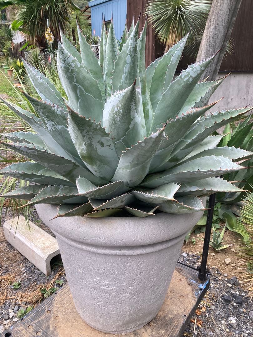 耐寒性アガベ パラサナ特大株◇ドライガーデン多肉サボテン島ユッカ　ロストラータ