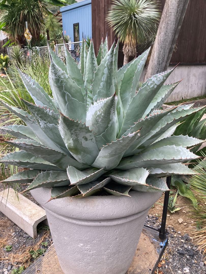 耐寒性アガベ パラサナ特大株◇ドライガーデン多肉サボテン島ユッカ　ロストラータ