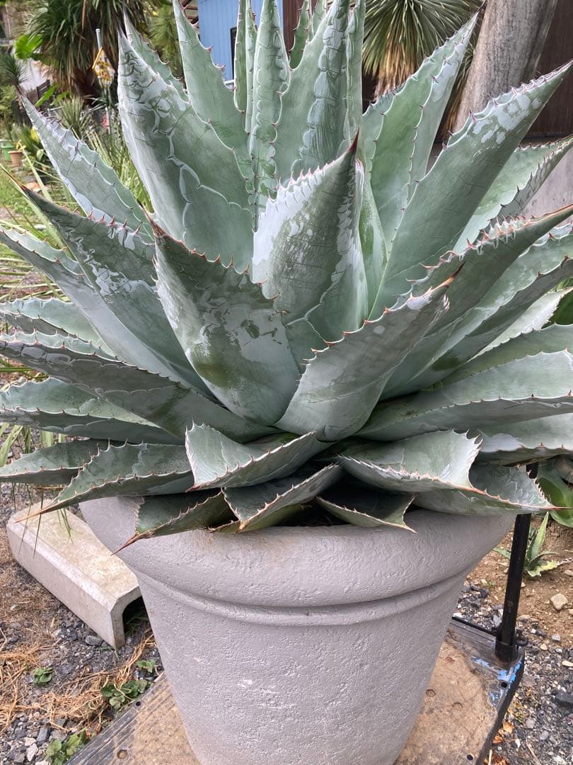 耐寒性アガベ パラサナ特大株◇ドライガーデン多肉サボテン島ユッカ　ロストラータ