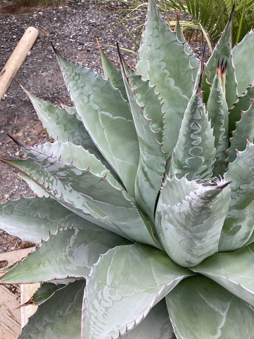 耐寒性アガベ パラサナ特大株◇ドライガーデン多肉サボテン島ユッカ　ロストラータ