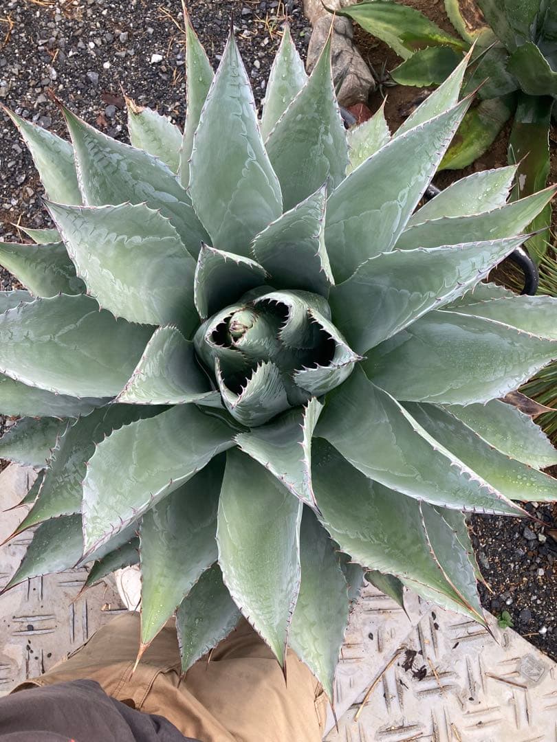 耐寒性アガベ パラサナ特大株◇ドライガーデン多肉サボテン島ユッカ　ロストラータ