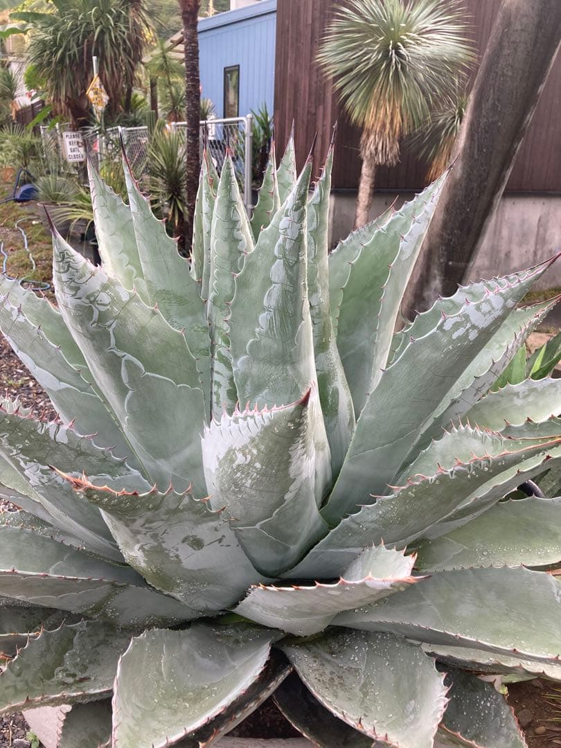耐寒性アガベ パラサナ特大株◇ドライガーデン多肉サボテン島ユッカ　ロストラータ