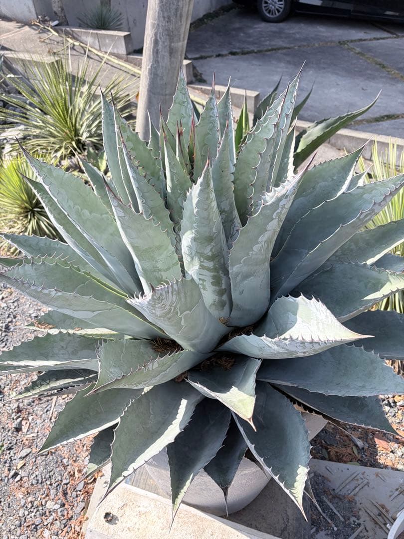 耐寒性アガベ パラサナ特大株◇ドライガーデン多肉サボテン島ユッカ　ロストラータ