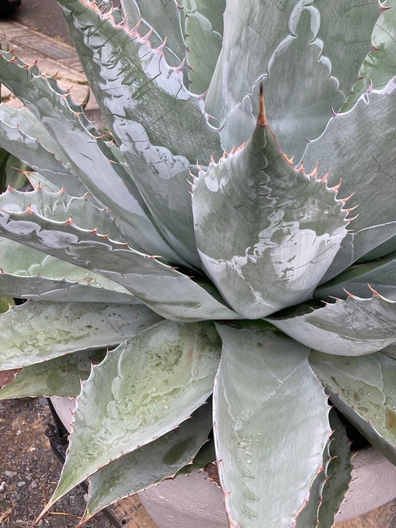 耐寒性アガベ パラサナ特大株◇ドライガーデン多肉サボテン島ユッカ　ロストラータ