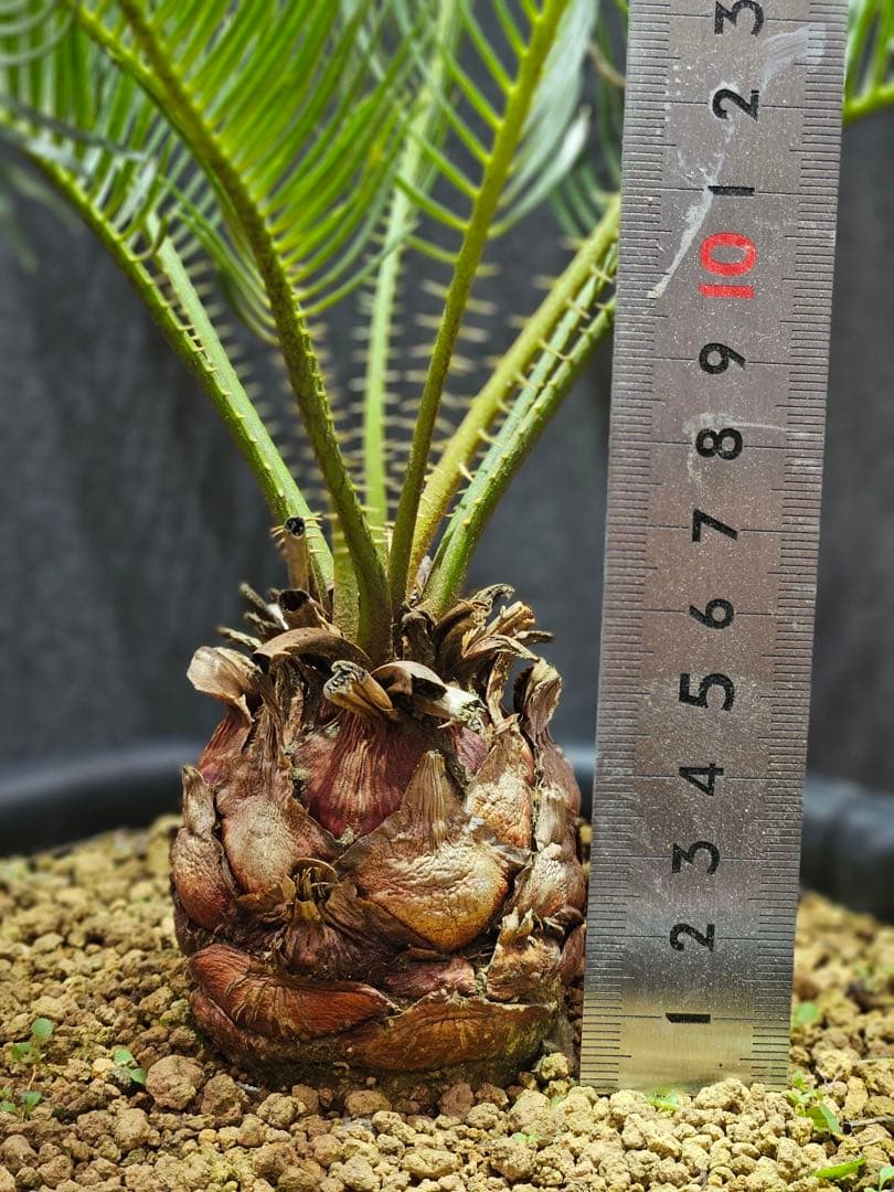 ③サイカス・カイルンシアナ Cycas cairnsiana